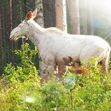 Апартаменты Bograngen Lgh C Brograngen Экстерьер фото